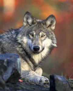gray-wolf-gazing